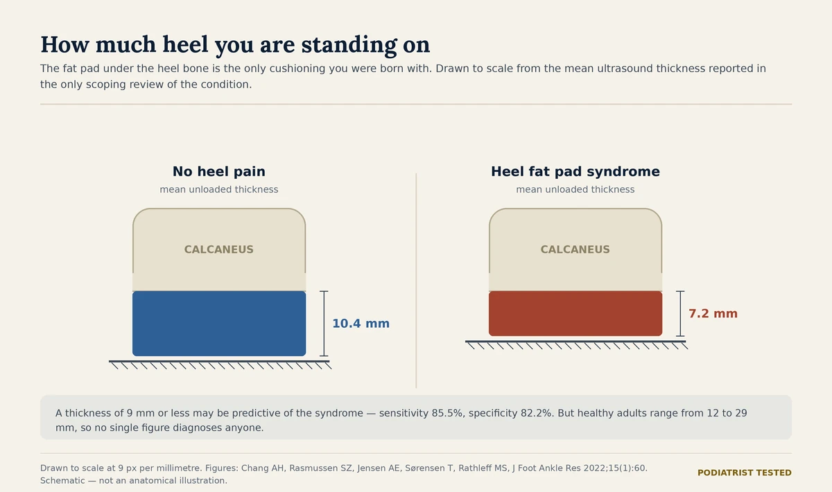 Scale diagram of the heel fat pad: mean unloaded thickness 10.4 mm without heel pain and 7.2 mm in heel fat pad syndrome, drawn under the calcaneus